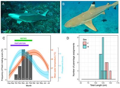 Steroid hormones as a non-lethal assessment of the reproductive biology in male and female blacktip reef sharks